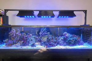 Reef Thumbnail