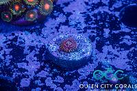 JF Fairy Fart Zoa Thumbnail
