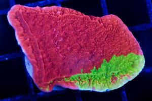 montipora cap Thumbnail