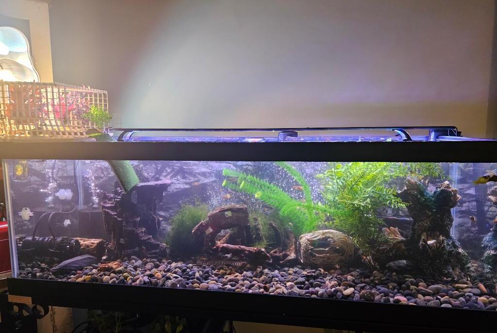 60 gal turtle tank on 2023-08-22T02:37:30.839455Z[GMT]