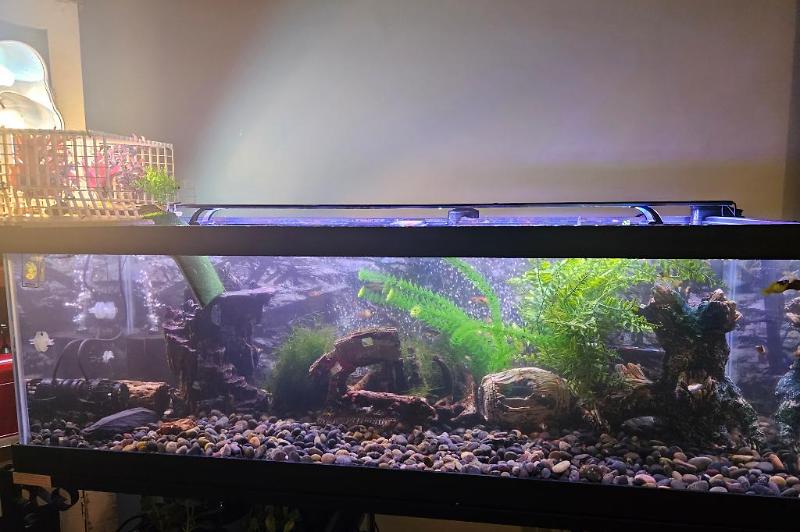 turtle tank Thumbnail