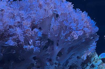 Pulsing Xenia