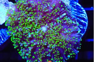 Fuzzy Green Rhodactis Thumbnail