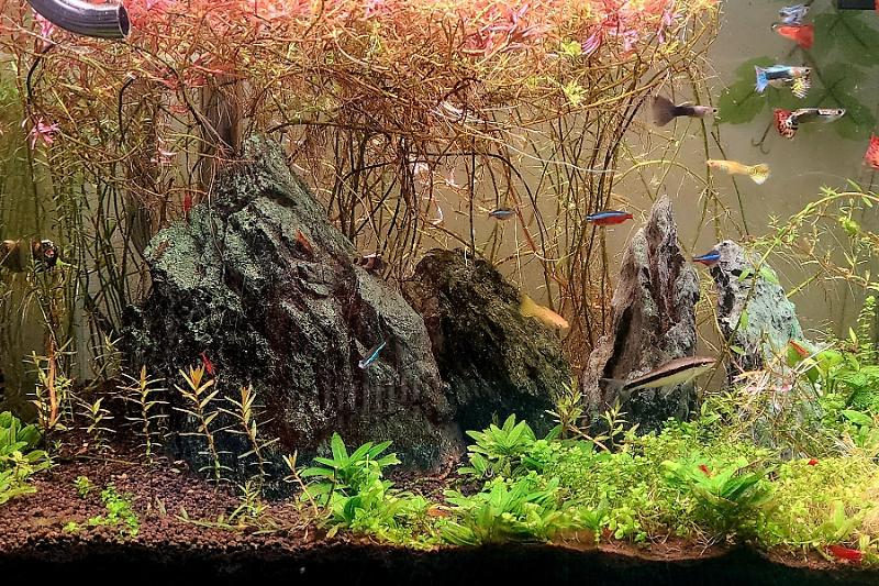 45CM Planted Shrimp Tank Thumbnail