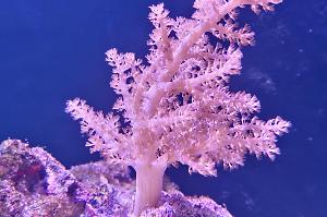 Kenya Tree Coral