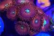 Magician Zoa Thumbnail