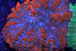superman mushroom  Thumbnail
