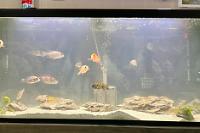 Female African Cichlids on 2023-09-24T18:18:06.927228Z[GMT]