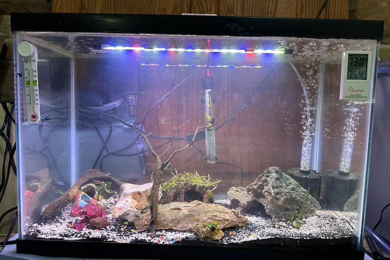 Jess 20 Gallon Tank Thumbnail