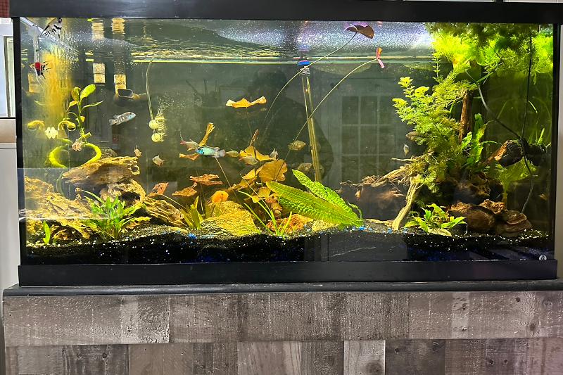Planted Cichlid Community Thumbnail