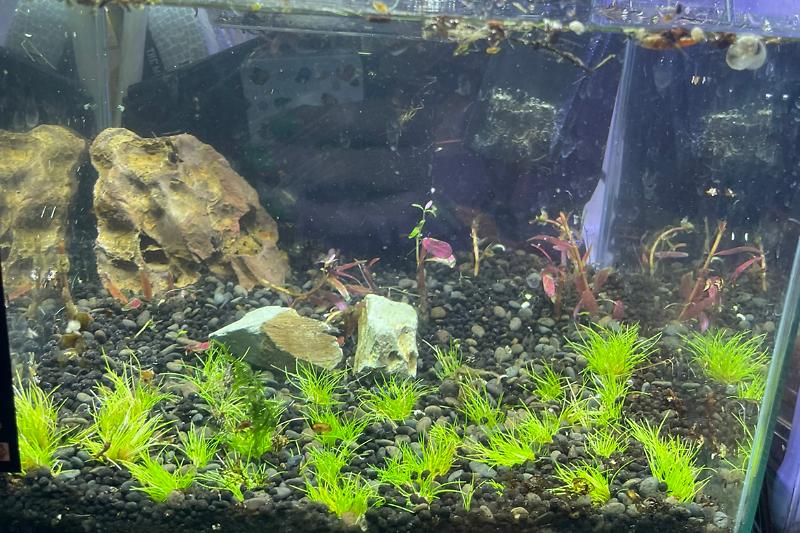 3 gallon nano Thumbnail