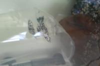Marble Sailfin Mollies Thumbnail