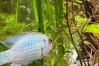 Electric Blue Acara Thumbnail