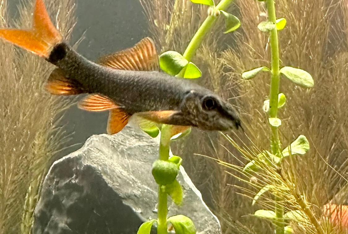 Rainbow shark
