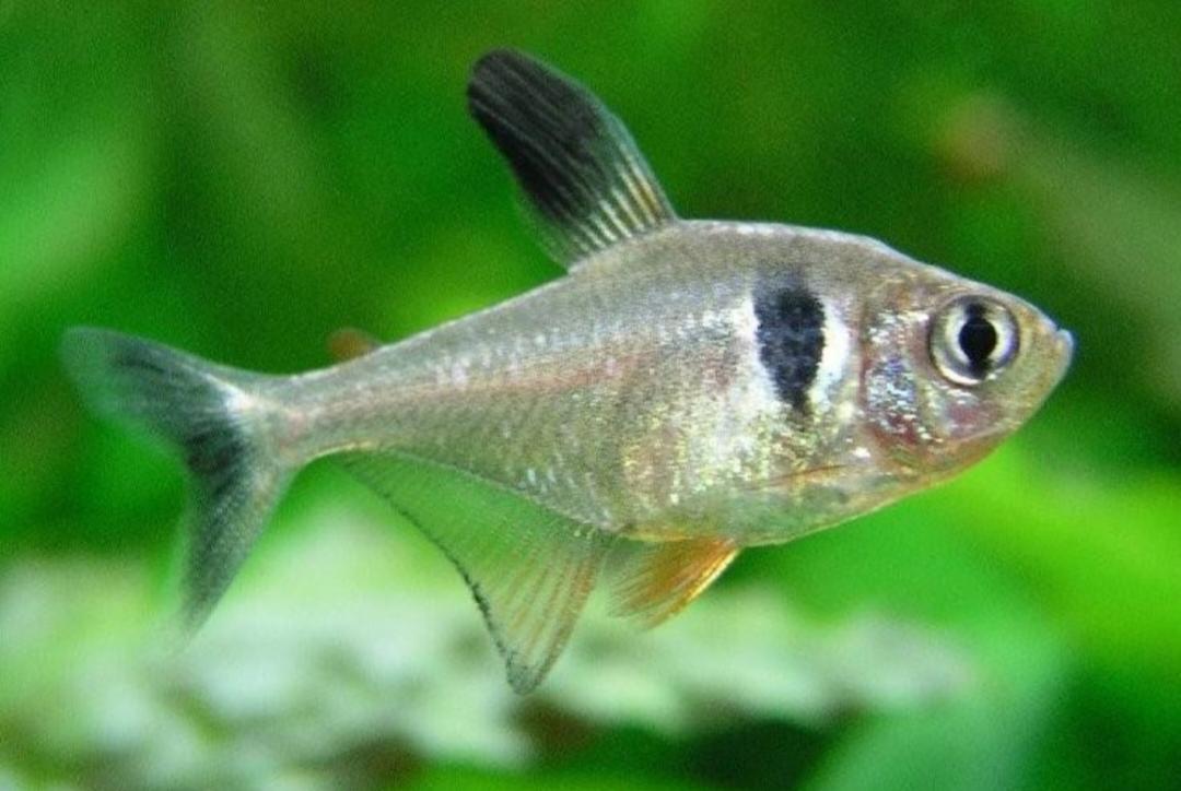 Black Phantom Tetra
