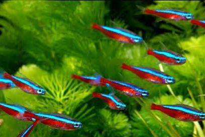 Cardinal Tetra