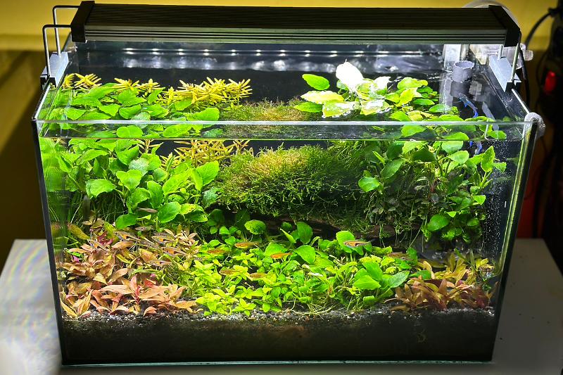 20L Planted Tank Thumbnail