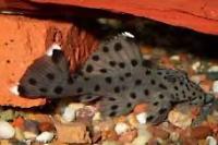 L264 sultan pleco Thumbnail