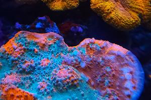 ERM'S REEF Thumbnail