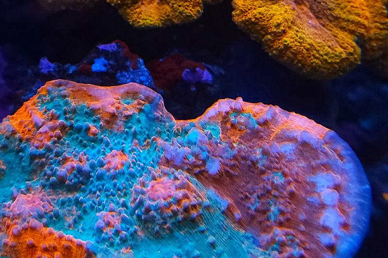 ERM'S REEF Thumbnail