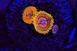 Grand Master Krakatoa Zoanthid Thumbnail