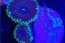 Green People Eater Zoanthid Thumbnail