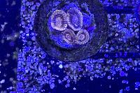 Gold Rush Zoanthid Thumbnail