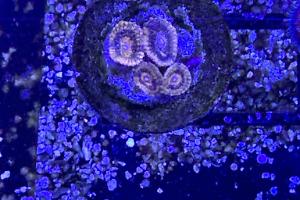 Gold Rush Zoanthid