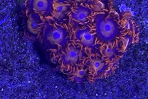Punk Rocker Zoa