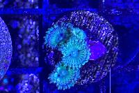 Grinch Zoanthid Thumbnail