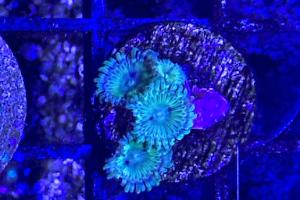 Grinch Zoanthid