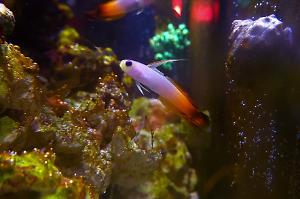 Firefish Thumbnail