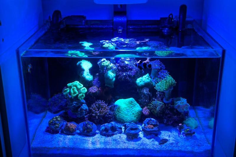 30L Nano Reef Tank  Thumbnail