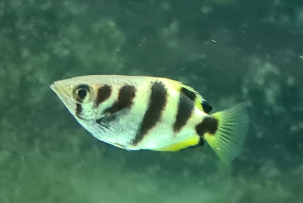 archer fish