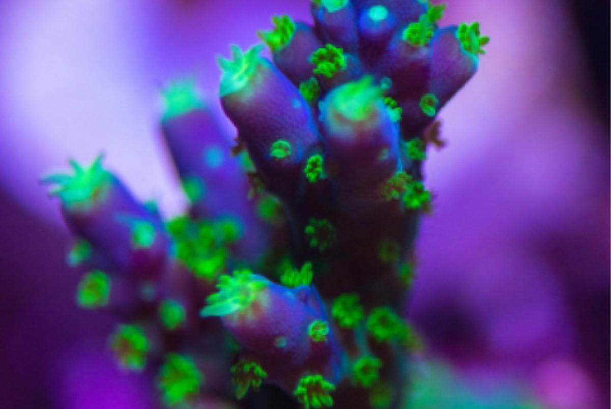 Garf Bonsai Acro
