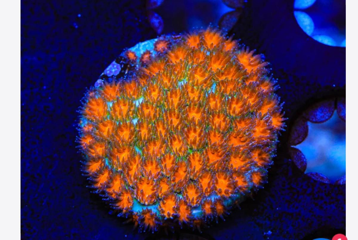 Mayhem Leptastrea Cora