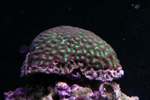 Brain Coral Favites Thumbnail