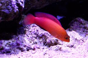 Mccullochi Dottyback Thumbnail