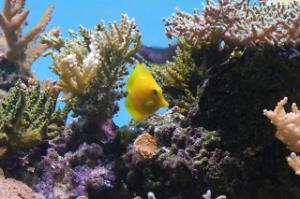 Yellow Tang Thumbnail