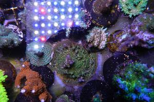 Acropora Coral Thumbnail