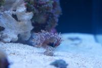 Feather Duster Thumbnail