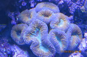 My Aquarium 1 Thumbnail