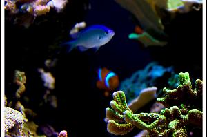 Blue/Green Reef Chromis Thumbnail