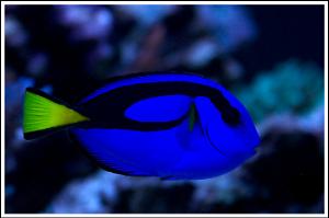 Blue Tang Thumbnail