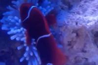 Gold Stripe Maroon clown fish Thumbnail