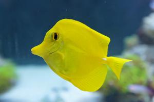 Yellow Tang Thumbnail