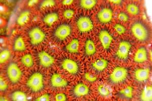 Zoanthid Thumbnail