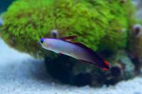 Firefish, Purple