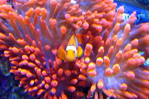 My Aquarium Thumbnail