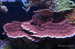 Montipora Capricornis Thumbnail